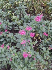 Pentas