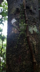 Phricta spinosa