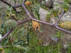 Datura stramonium