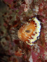 Goniobranchus collingwoodi