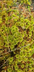 Rosulabryum