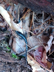 Plethodon mississippi