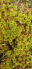 Rosulabryum