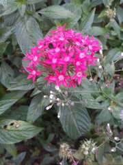 Pentas