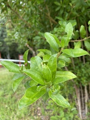 Archidasyphyllum diacanthoides