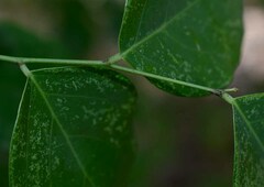 Phyllanthus cuscutiflorus