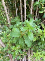 Archidasyphyllum diacanthoides