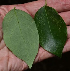 Phyllanthus cuscutiflorus