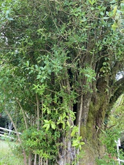 Archidasyphyllum diacanthoides