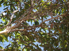 Eucalyptus diversicolor