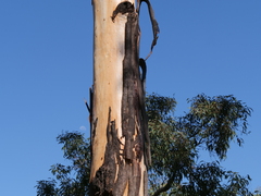 Eucalyptus diversicolor
