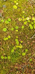 Dichondra repens