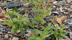 Eucalyptus tindaliae