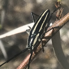 Sphaenothecus trilineatus