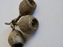 Eucalyptus diversicolor