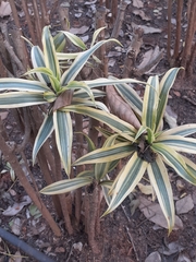 Agave desmettiana