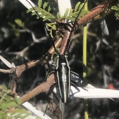 Sphaenothecus trilineatus