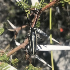 Sphaenothecus trilineatus