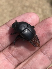 Phanaeus triangularis