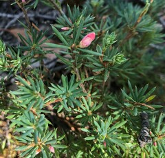 Brachyloma ericoides