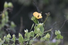 Abutilon hypoleucum