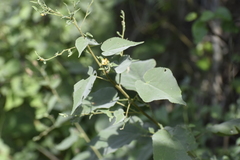 Abutilon trisulcatum