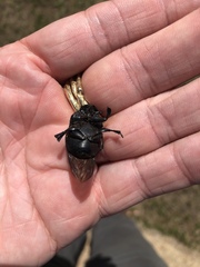 Phanaeus triangularis