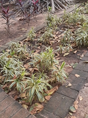 Agave desmettiana