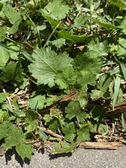 Modiola caroliniana