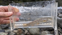 Salvelinus malma