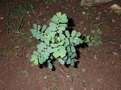 Phyllanthus leucanthus