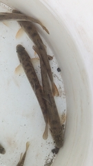 Salvelinus malma