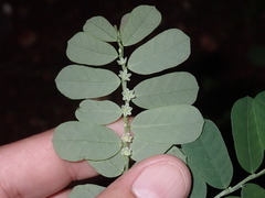 Phyllanthus leucanthus