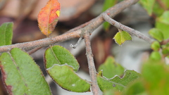 Eucalyptus tindaliae