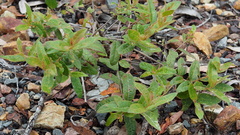 Eucalyptus tindaliae