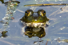 Lithobates