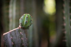 Trichocereus macrogonus
