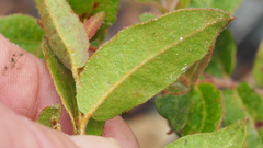 Eucalyptus tindaliae
