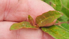 Eucalyptus tindaliae