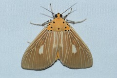 Asota plaginota