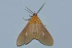 Asota plaginota