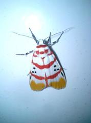 Cyana bellissima