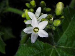 Cnidoscolus aconitifolius