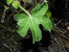 Cnidoscolus aconitifolius
