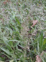 Eragrostis amabilis
