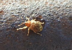 Lignyodes horridulus