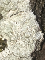 Pertusaria texana