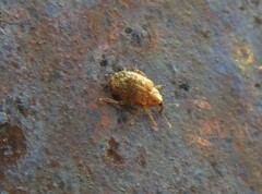 Lignyodes horridulus