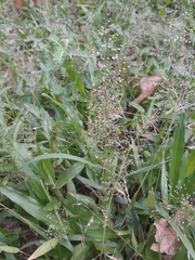 Eragrostis amabilis