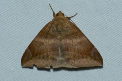 Bastilla maturescens